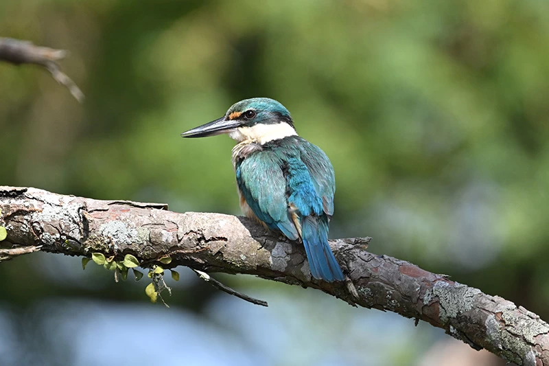 Nikon NIKKOR Z 800mm f/6.3 VR S Lens by  in  - EC MALL