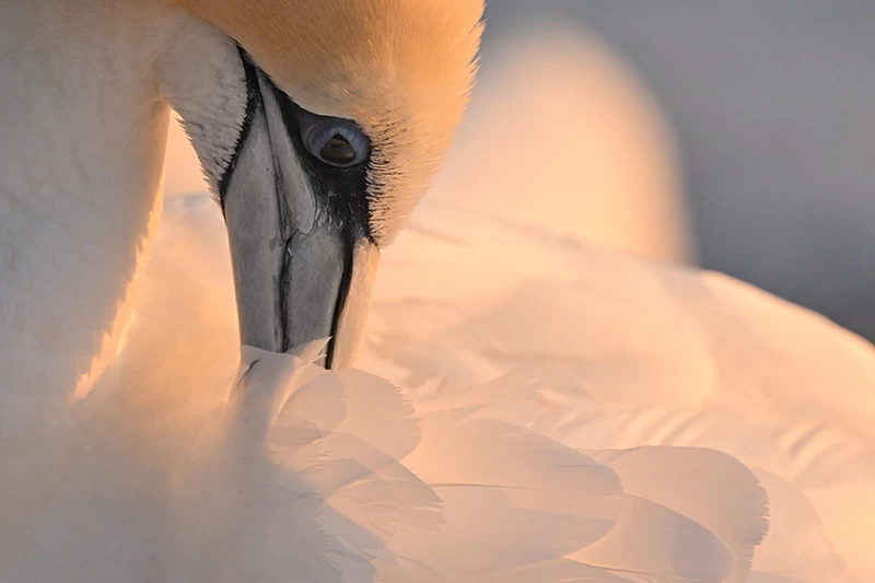 Nikon NIKKOR Z 800mm f/6.3 VR S Lens by  in  - EC MALL