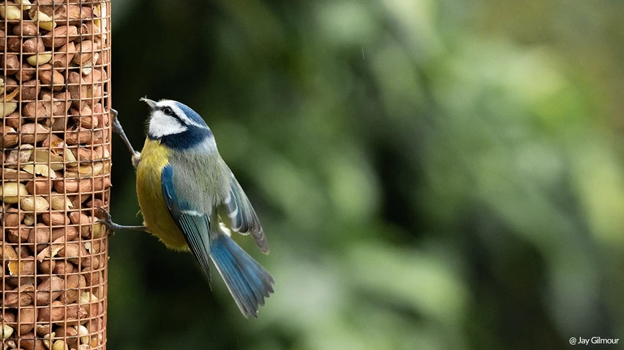Samyang AF 135mm f/1.8 FE Lens by  in  - EC MALL