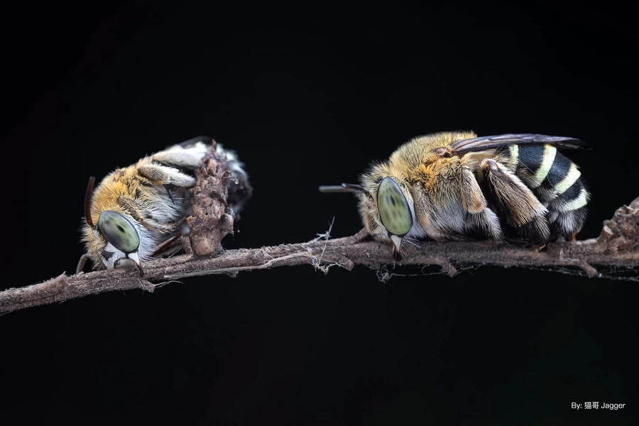 TTArtisan APS-C 40mm f/2.8 Macro Lens by  in  - EC MALL