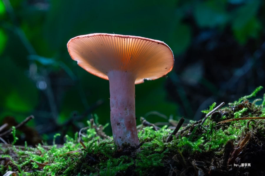 TTArtisan APS-C 40mm f/2.8 Macro Lens by  in  - EC MALL