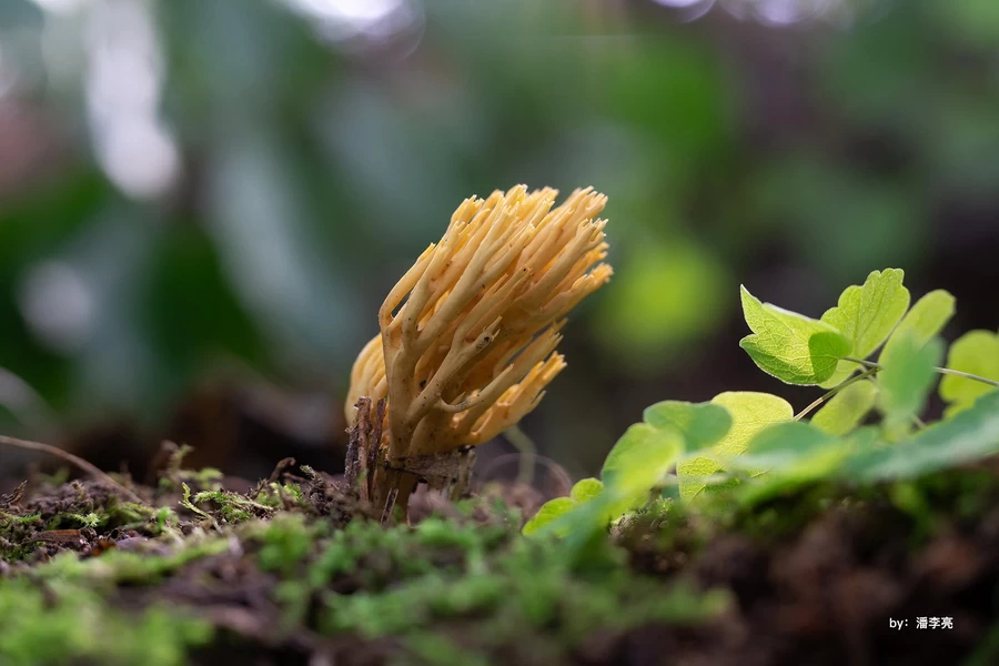 TTArtisan APS-C 40mm f/2.8 Macro Lens by  in  - EC MALL