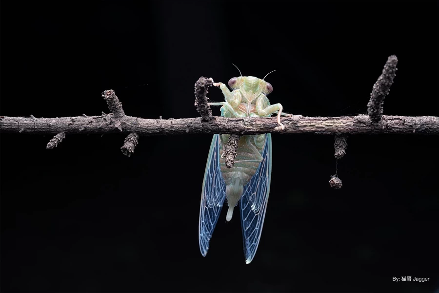 TTArtisan APS-C 40mm f/2.8 Macro Lens by  in  - EC MALL