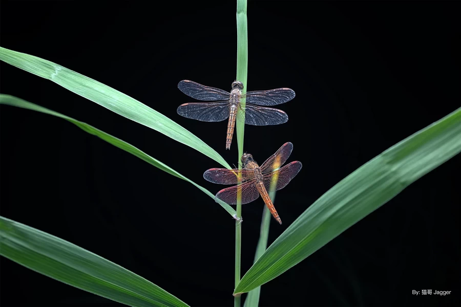 TTArtisan APS-C 40mm f/2.8 Macro Lens by  in  - EC MALL