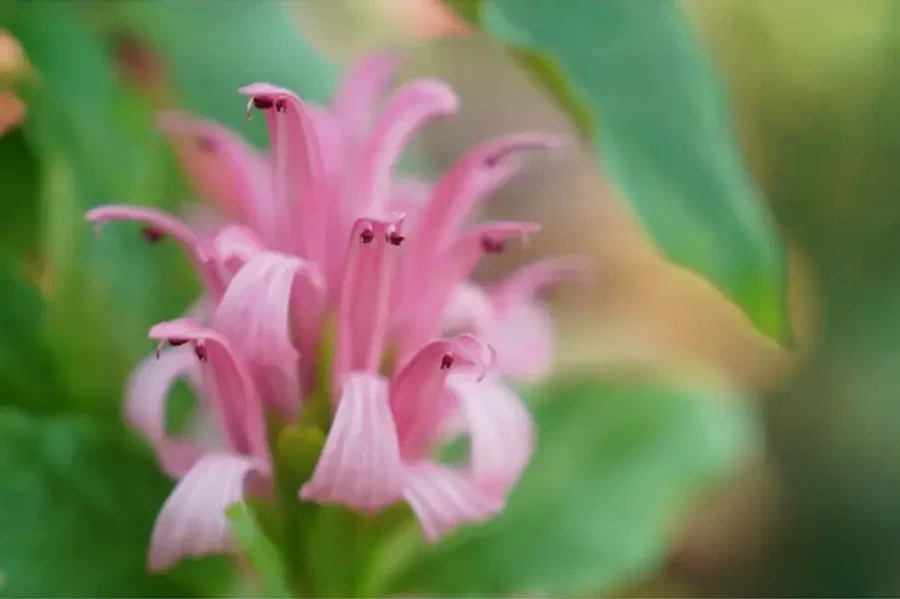 Sony FE 24-70mm f/2.8 GM II Lens by  in  - EC MALL