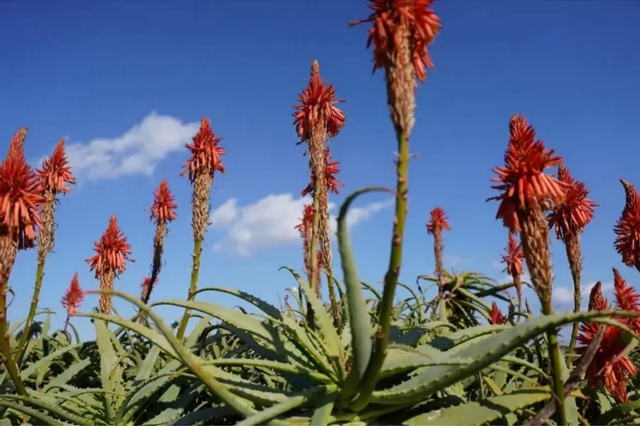 Sony FE 24-70mm f/2.8 GM II Lens by  in  - EC MALL