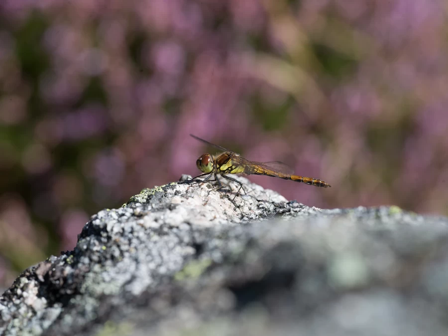 Hasselblad XCD 120mm f/3.5 Macro Lens by  in  - EC MALL
