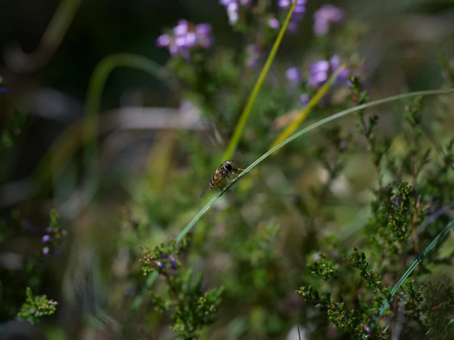 Hasselblad XCD 120mm f/3.5 Macro Lens by  in  - EC MALL