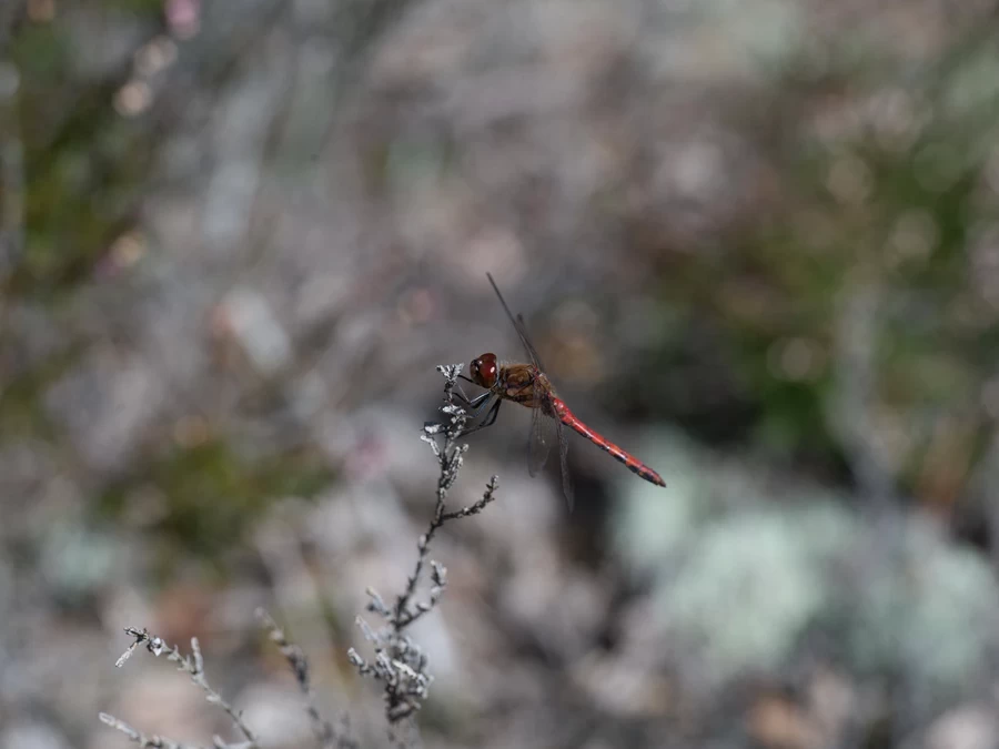 Hasselblad XCD 120mm f/3.5 Macro Lens by  in  - EC MALL