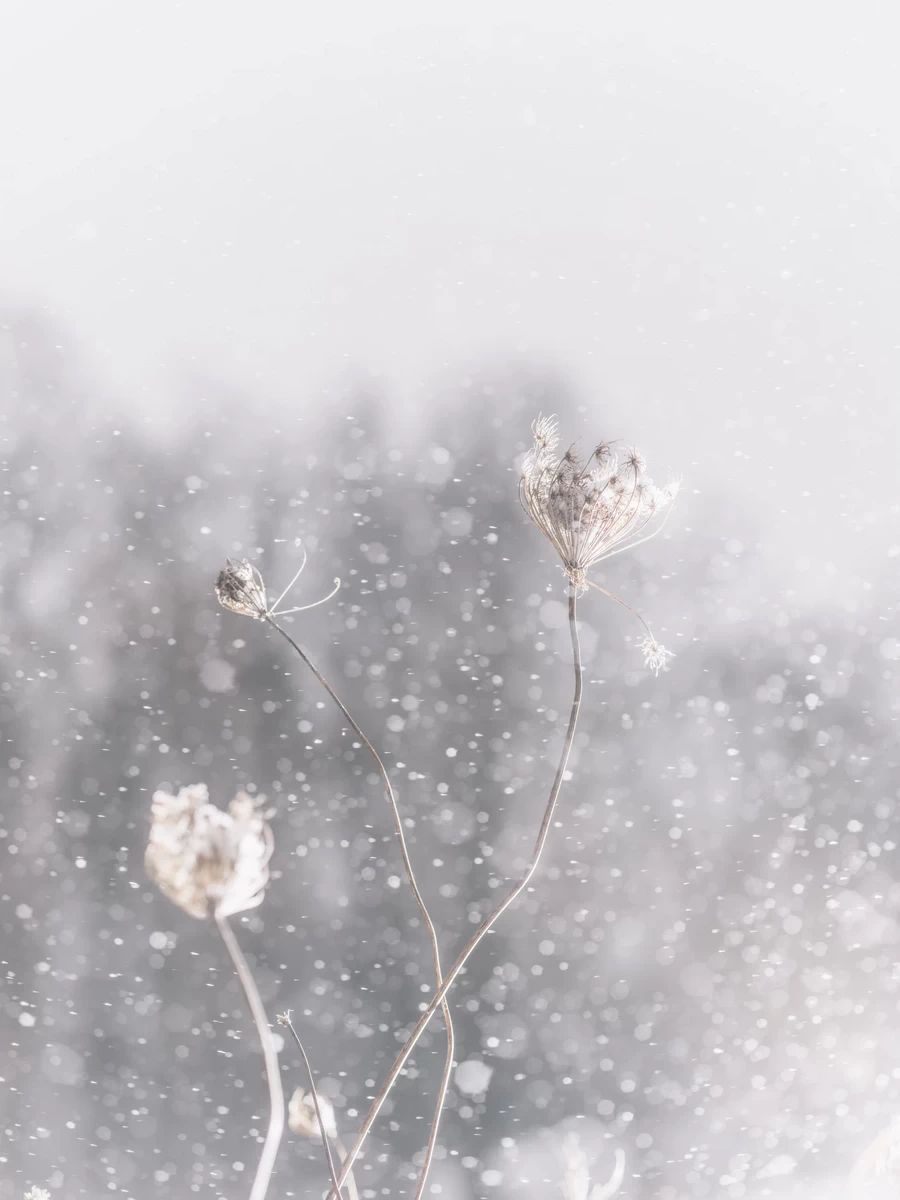 Hasselblad XCD 65mm f/2.8 Lens by  in  - EC MALL