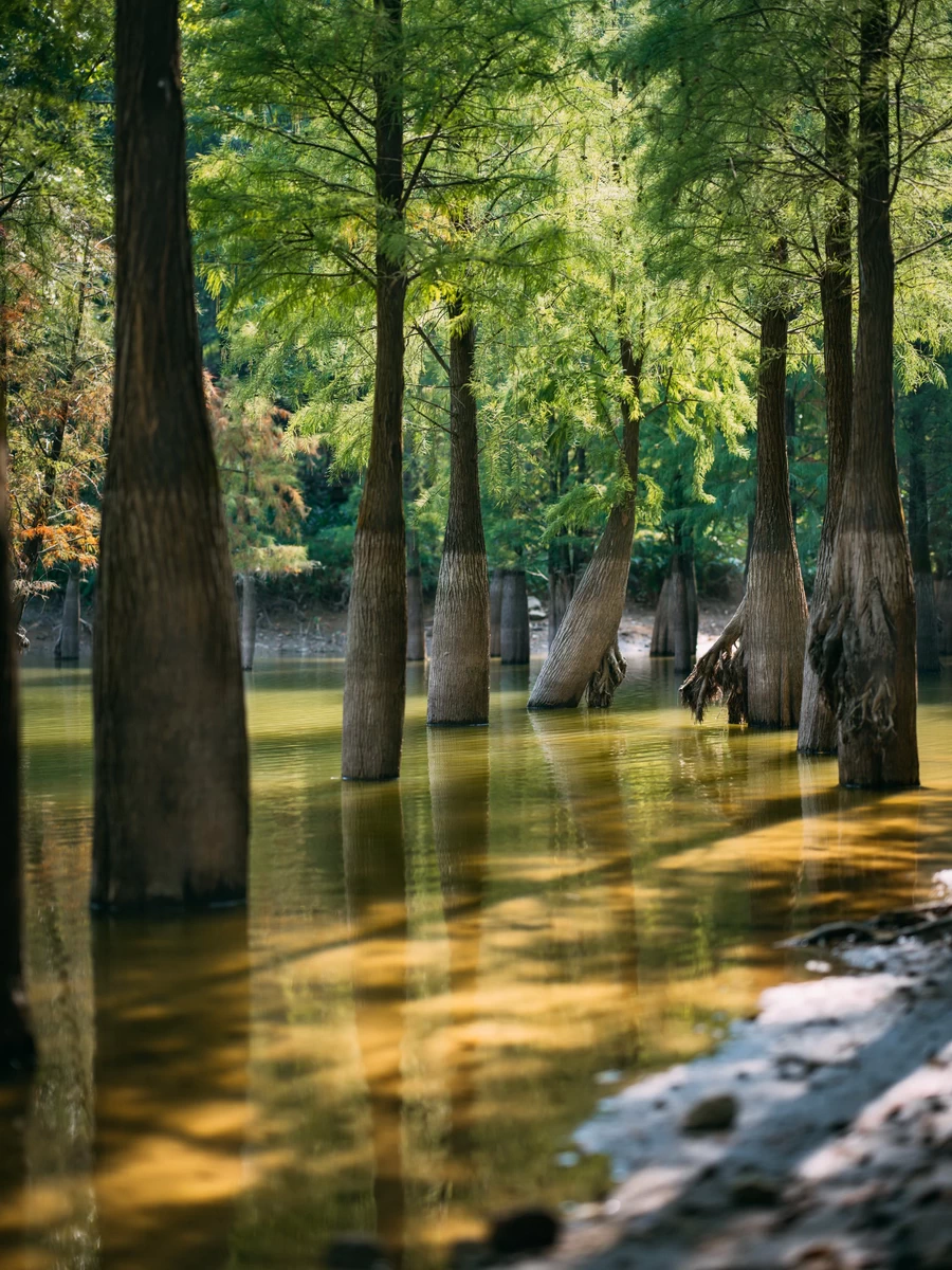 Hasselblad XCD 80mm f/1.9 Lens by  in  - EC MALL