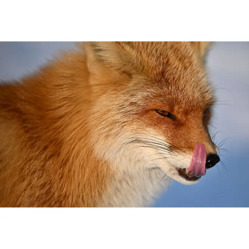 Nikon NIKKOR Z 400mm f/4.5 VR S Lens by  in  - EC MALL