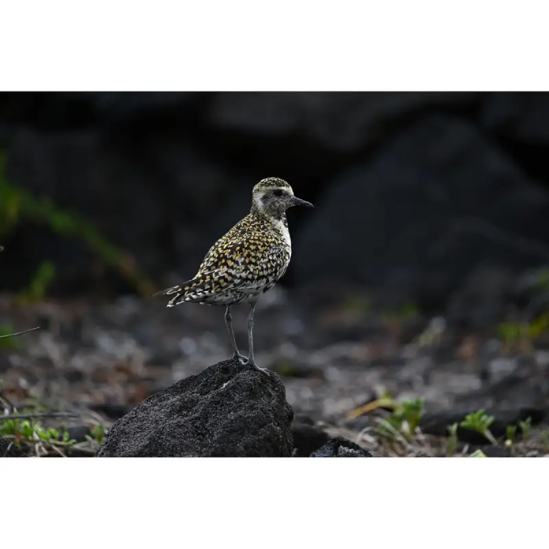 Nikon NIKKOR Z 400mm f/4.5 VR S Lens by  in  - EC MALL