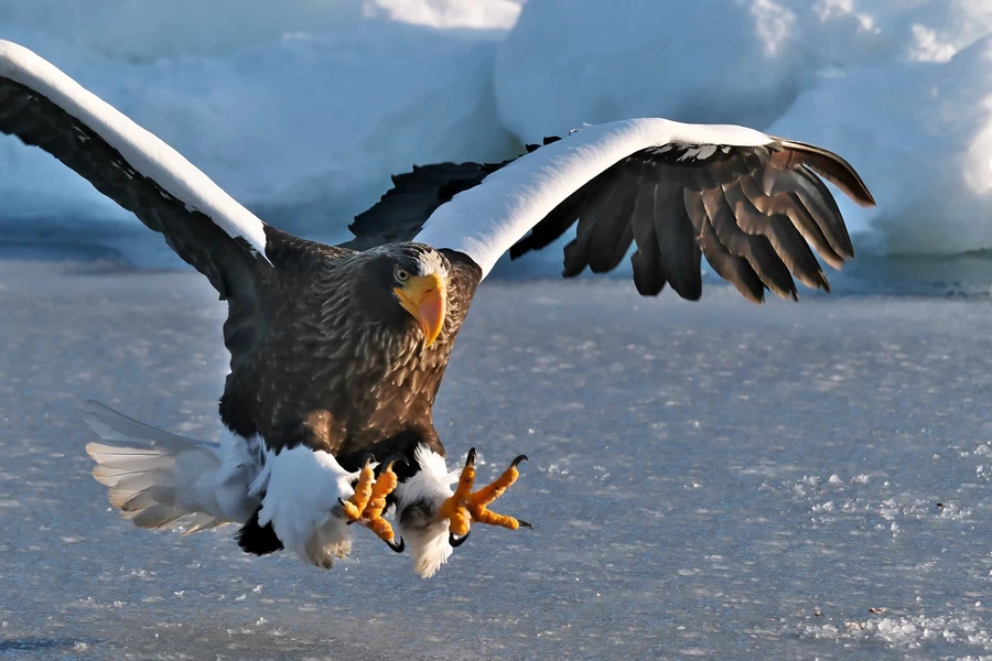 Fujifilm X-H2S by  in  - EC MALL