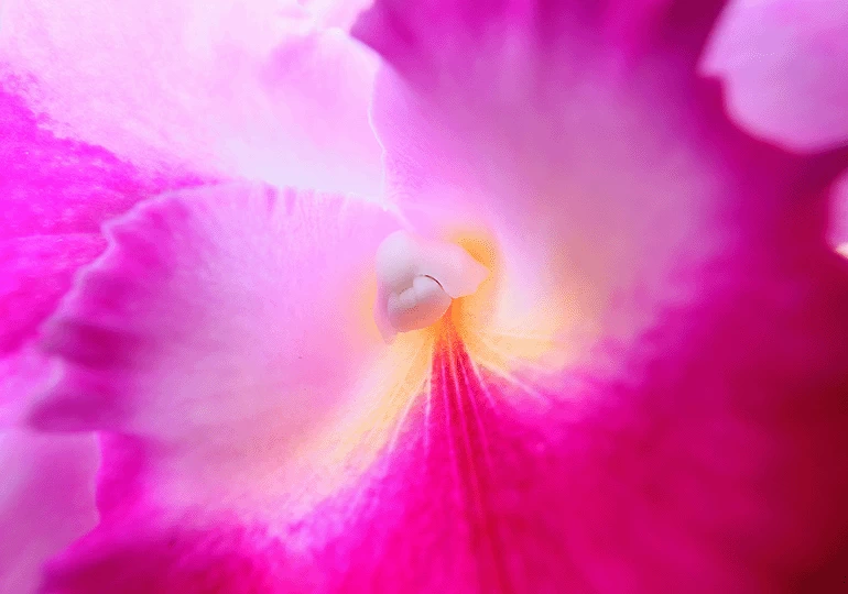 Canon RF 15-30mm f/4.5-6.3 IS STM Lens by  in  - EC MALL