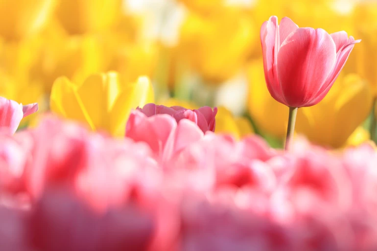 Canon EOS R100 Mirrorless Camera by  in  - EC MALL