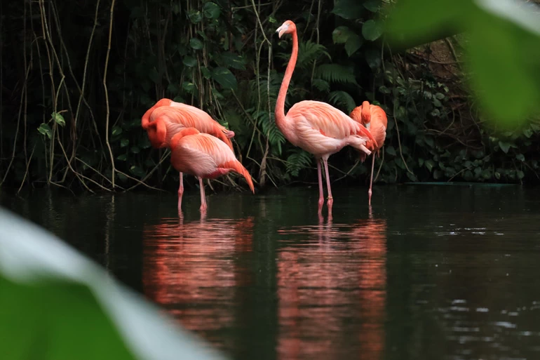 Canon EOS R100 Mirrorless Camera by  in  - EC MALL