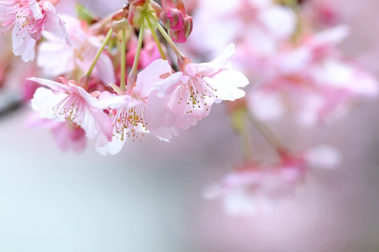 Canon EOS R100 Mirrorless Camera by  in  - EC MALL