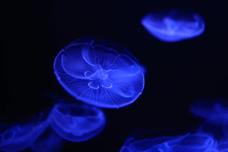 Canon RF 24mm f/1.8 Macro IS STM Lens by  in  - EC MALL