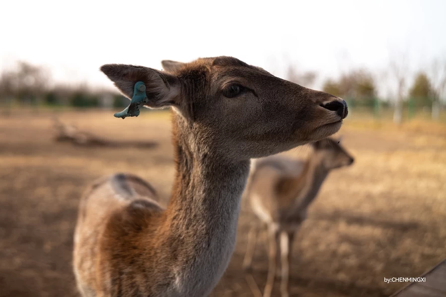 TTArtisan APO-M 35mm f/2 ASPH. by  in  - EC MALL
