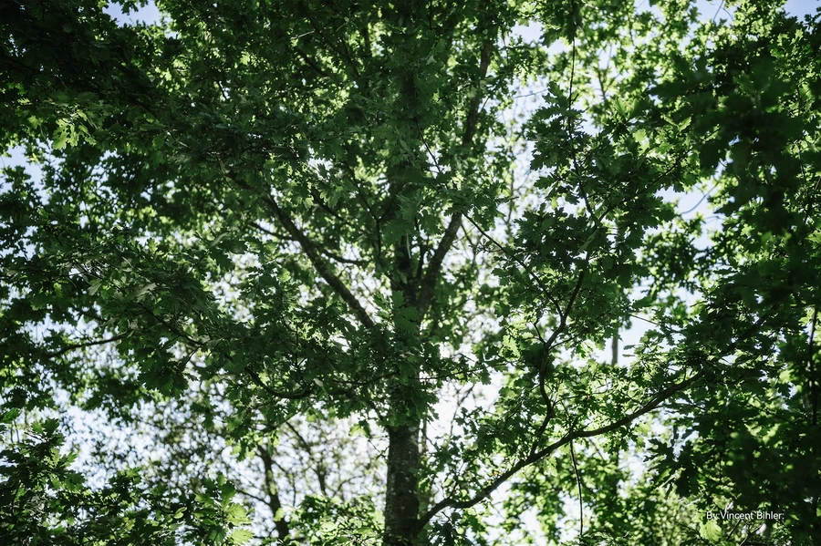 TTArtisan APO-M 35mm f/2 ASPH. by  in  - EC MALL