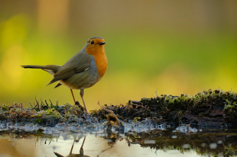 Fujifilm Fujinon XF 70-300mm f/4-5.6 R LM OIS WR Lens by  in  - EC MALL