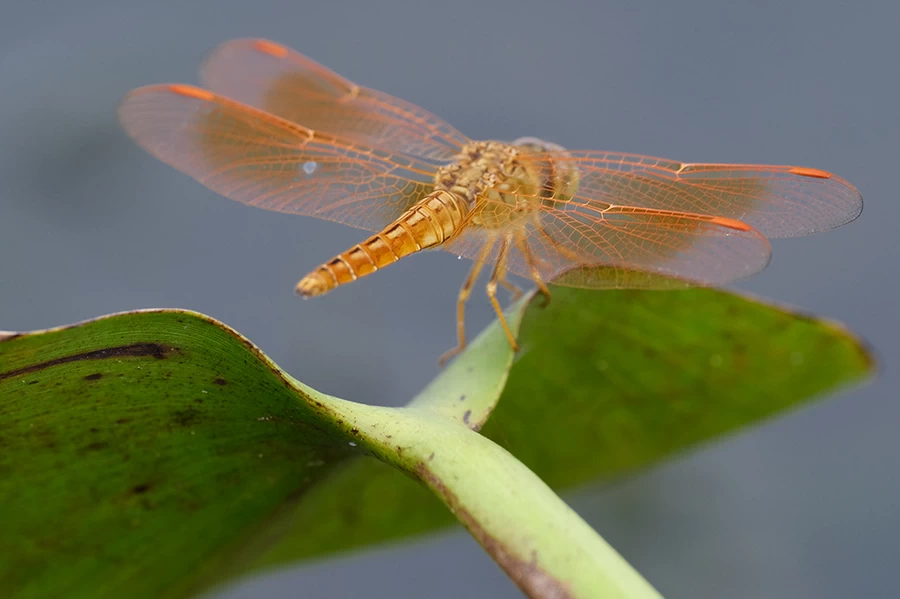 Fujifilm Fujinon XF 70-300mm f/4-5.6 R LM OIS WR Lens by  in  - EC MALL