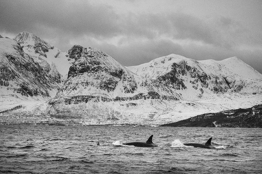 Fujifilm Fujinon XF 70-300mm f/4-5.6 R LM OIS WR Lens by  in  - EC MALL