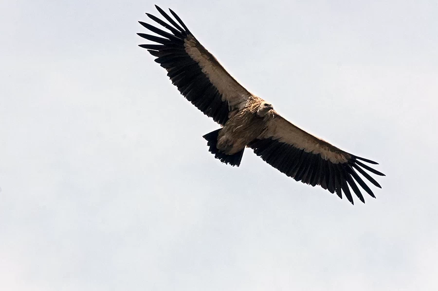 Fujifilm Fujinon XF 70-300mm f/4-5.6 R LM OIS WR Lens by  in  - EC MALL