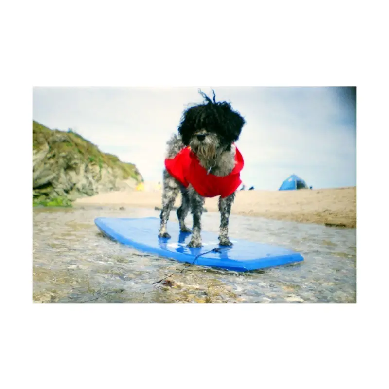 Lomography La Sardina Camera พร้อมแฟลช รุ่น Acapulco Caleta by  in  - EC MALL