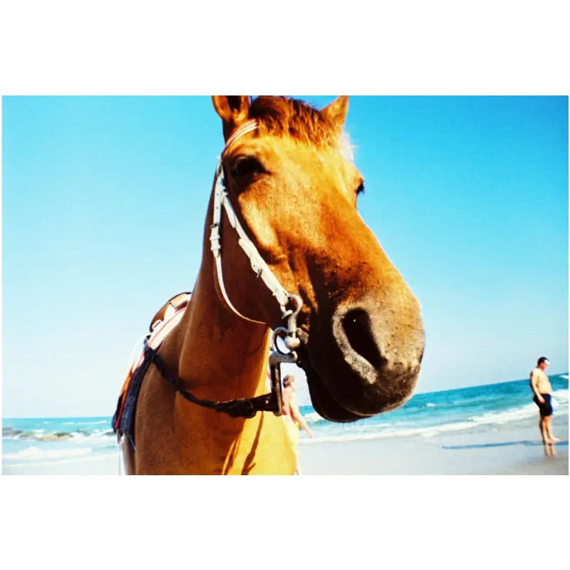 Lomography La Sardina Camera พร้อมแฟลช รุ่น Acapulco Caleta by  in  - EC MALL