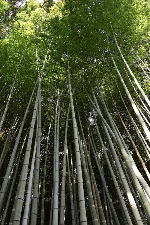 Canon RF-S 18-150mm f/3.5-6.3 IS STM Lens by  in  - EC MALL