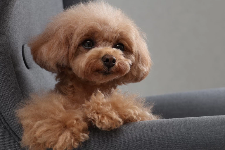 Canon RF-S 18-150mm f/3.5-6.3 IS STM Lens by  in  - EC MALL