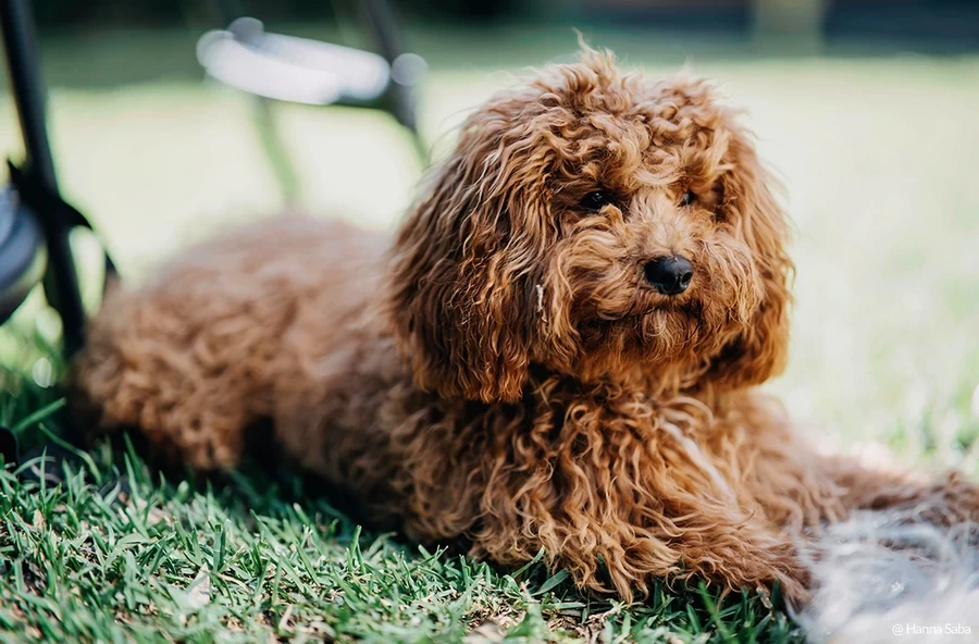 Samyang AF 85mm f/1.4 FE II Lens by  in  - EC MALL