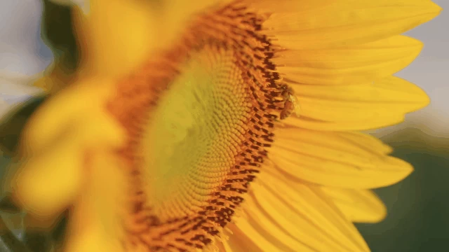 Sirui Jupiter 50mm T2 Full-Frame Macro Cine Lens by  in  - EC MALL