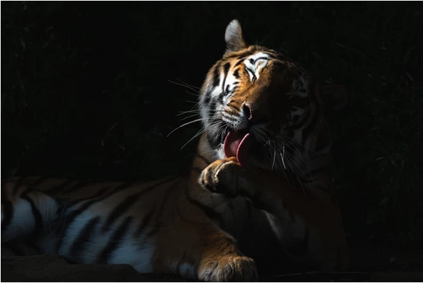 Tamron 50-400mm f/4.5-6.3 Di III VC VXD Lens (Model A067) by  in  - EC MALL