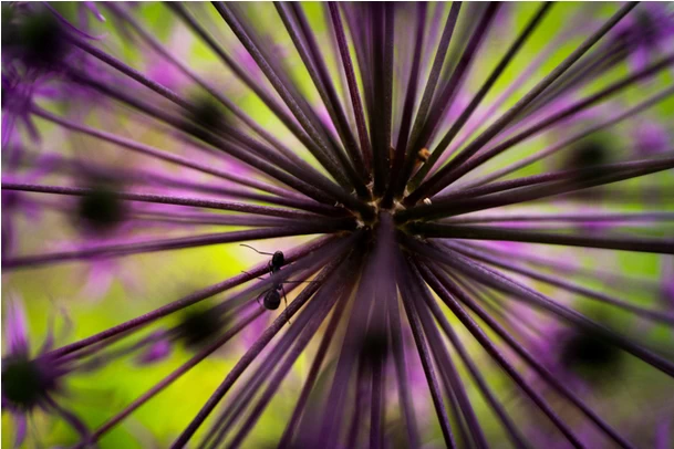 Tamron 50-400mm f/4.5-6.3 Di III VC VXD Lens (Model A067) by  in  - EC MALL