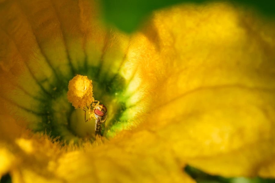 Fujifilm X-H2 by in - EC MALL