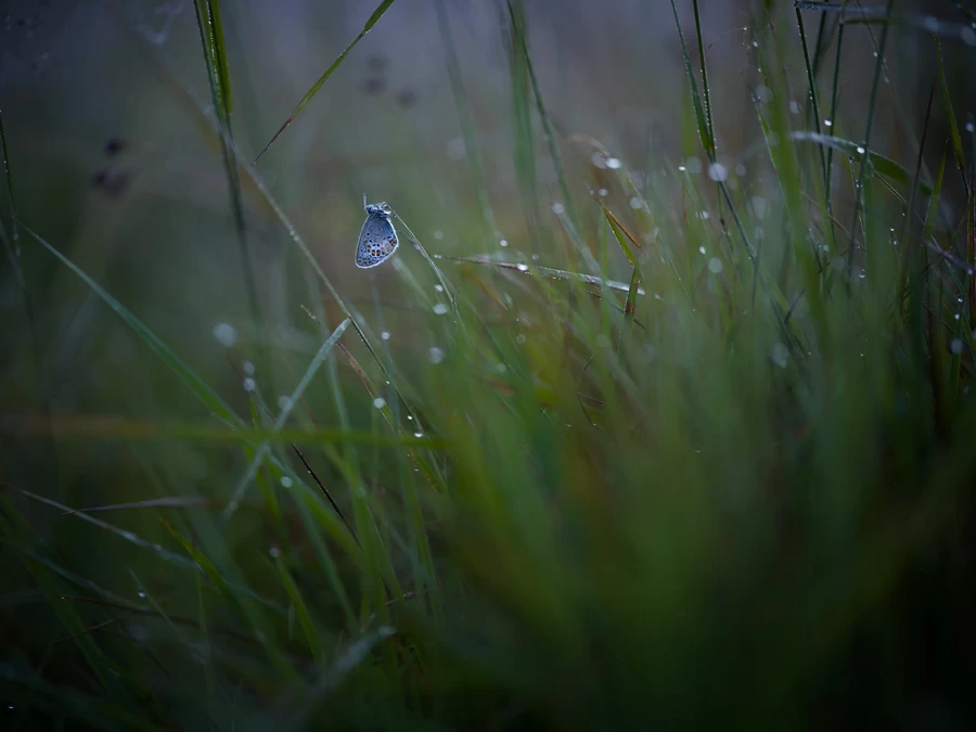 Hasselblad XCD 90mm f/2.5 V Lens by  in  - EC MALL