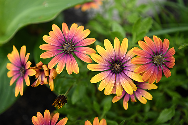 Nikon NIKKOR Z 17-28mm f/2.8 Lens by  in  - EC MALL