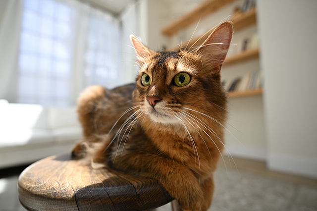 Nikon NIKKOR Z 17-28mm f/2.8 Lens by  in  - EC MALL