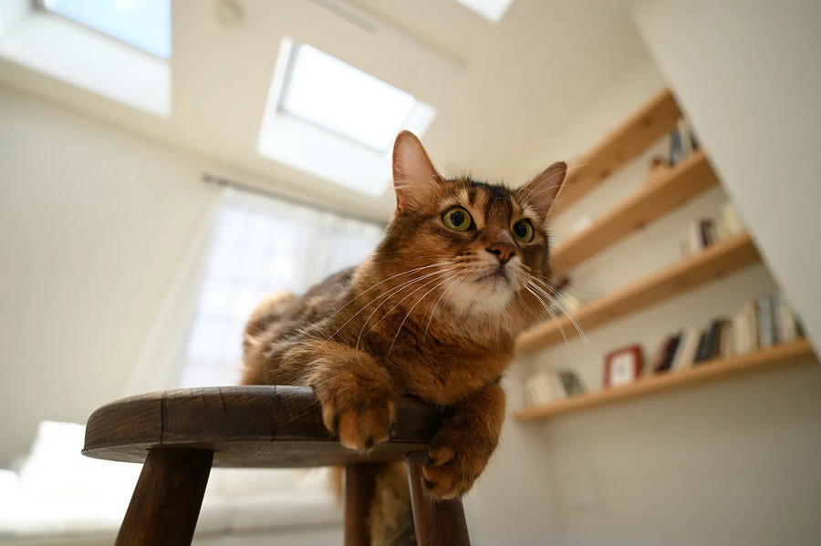 Nikon NIKKOR Z 17-28mm f/2.8 Lens by  in  - EC MALL