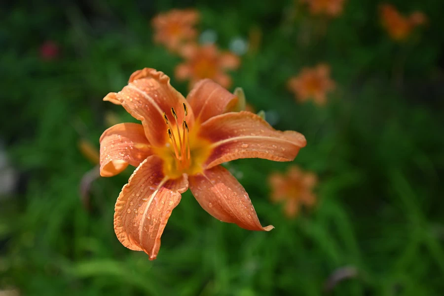 Nikon NIKKOR Z 17-28mm f/2.8 Lens by  in  - EC MALL