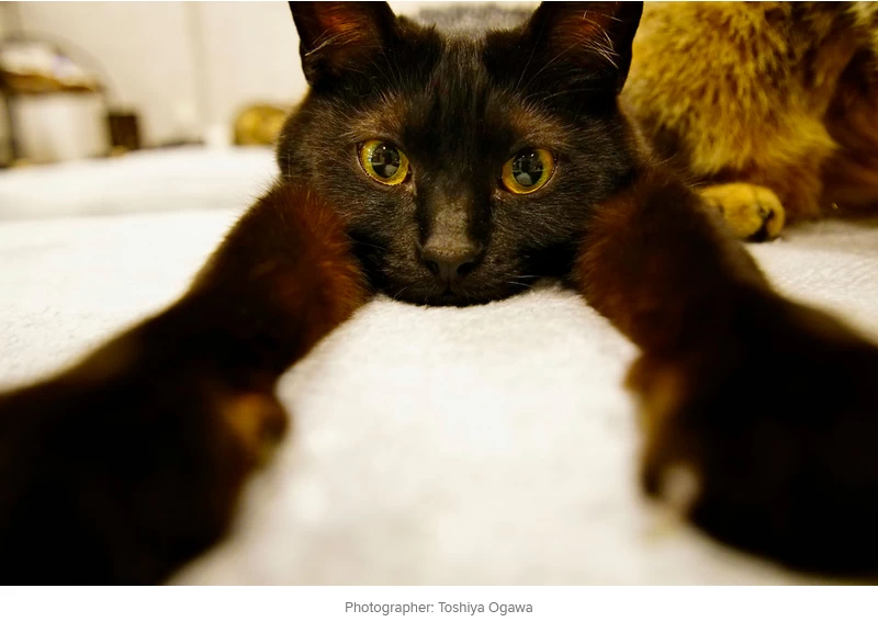 Tokina atx-m 11-18mm f/2.8 E Lens by  in  - EC MALL