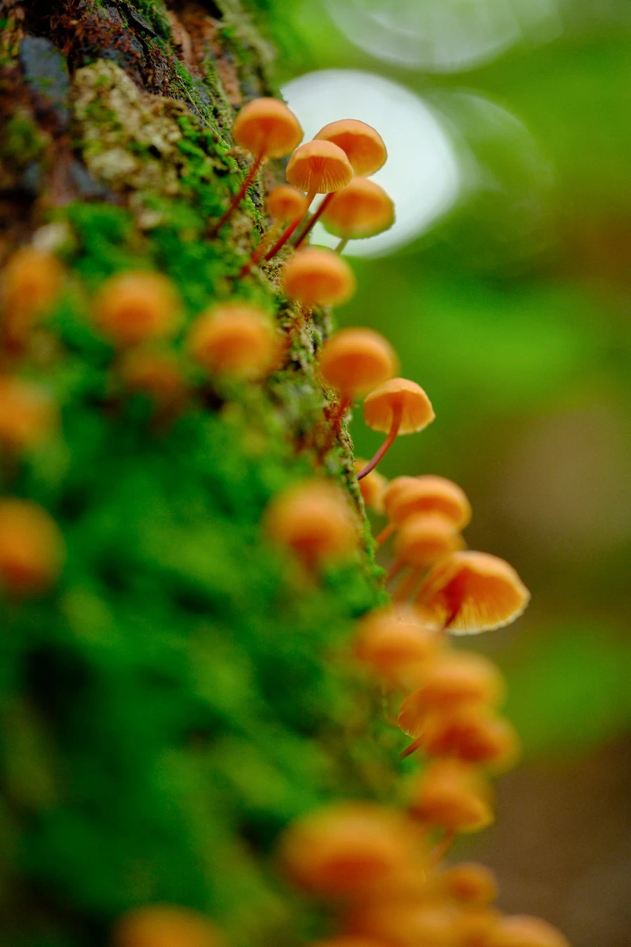 Fujifilm X-T5 by  in  - EC MALL