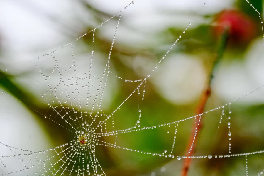 Fujifilm X-T5 by  in  - EC MALL