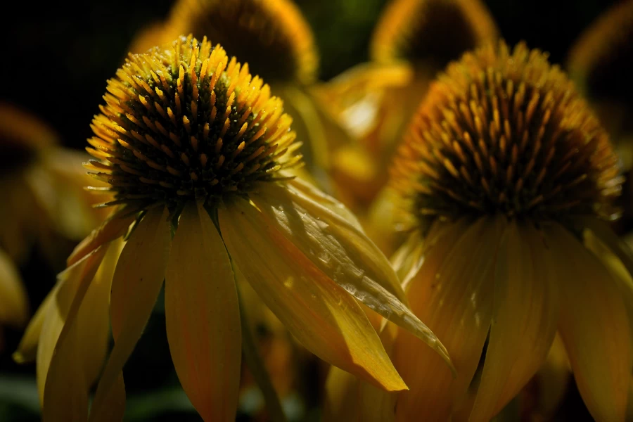 Fujifilm X-T5 by  in  - EC MALL