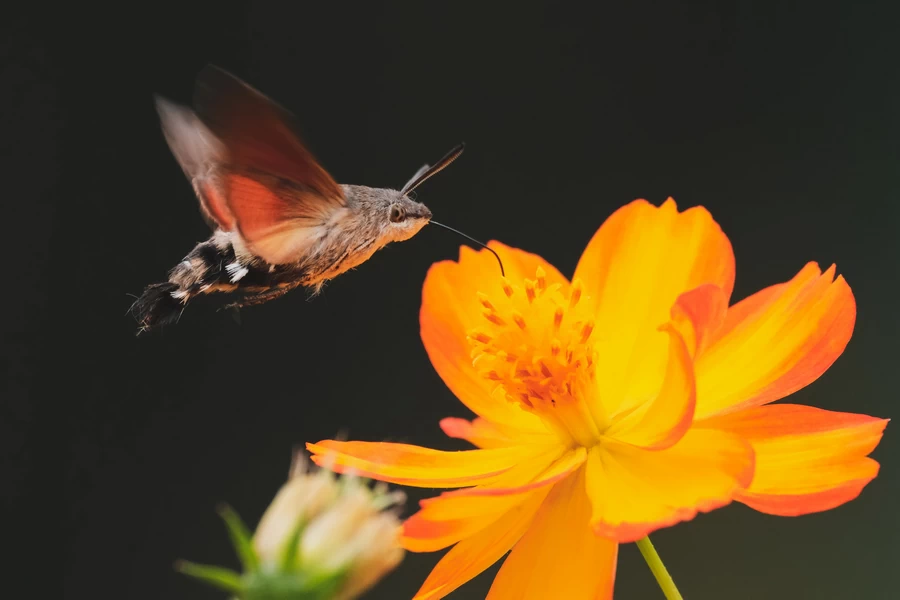 Fujifilm X-T5 by  in  - EC MALL