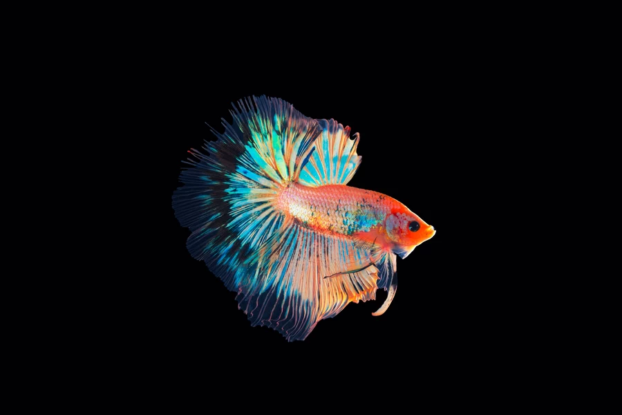 Fujifilm X-T5 by  in  - EC MALL