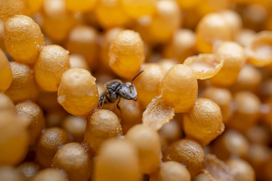 Fujifilm Fujinon XF 30mm f/2.8 R LM WR Macro by  in  - EC MALL